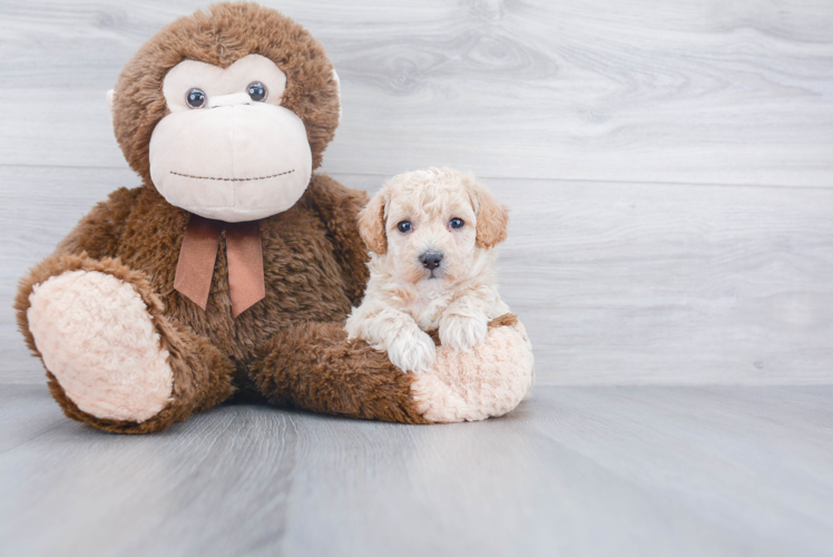 Energetic Bichpoo Poodle Mix Puppy