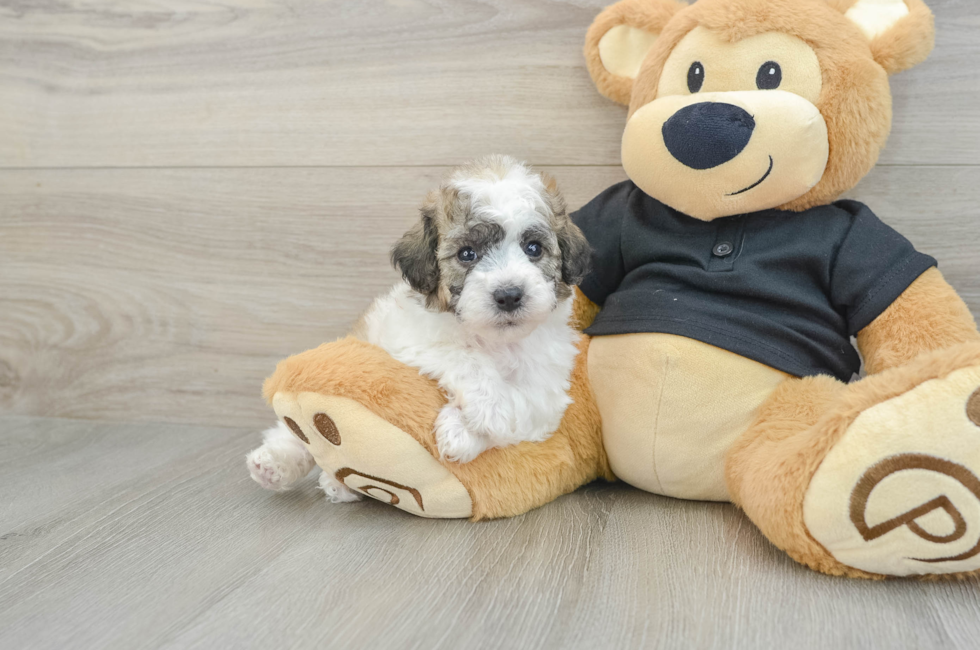 5 week old Poochon Puppy For Sale - Premier Pups