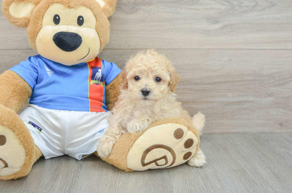 5 week old Poochon Puppy For Sale - Premier Pups