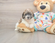 8 week old Poochon Puppy For Sale - Premier Pups