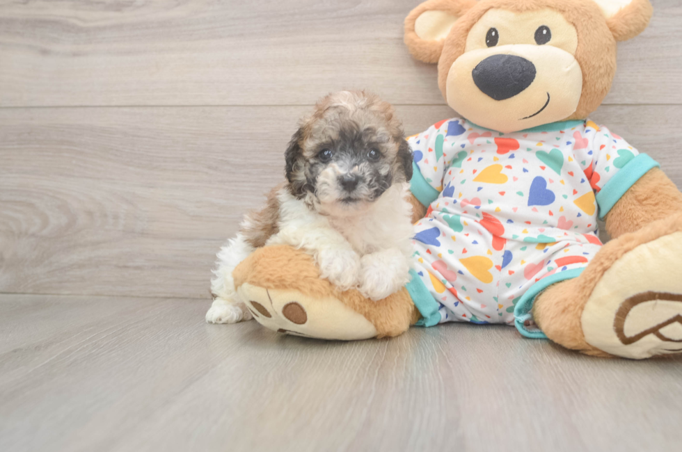 5 week old Poochon Puppy For Sale - Premier Pups