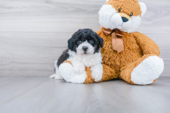 Poochon Pup Being Cute