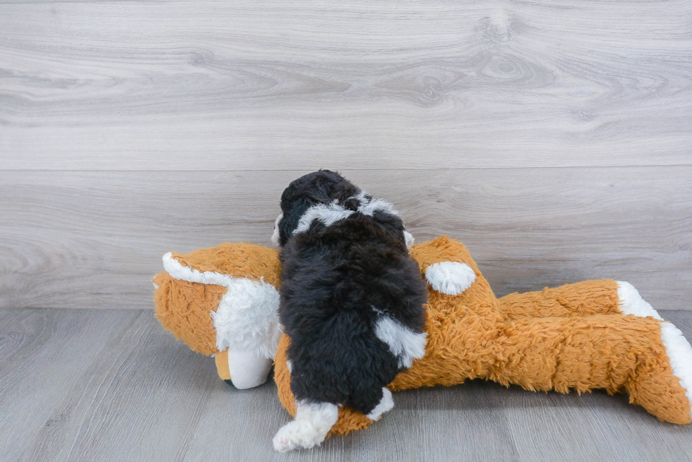 Smart Poochon Poodle Mix Pup