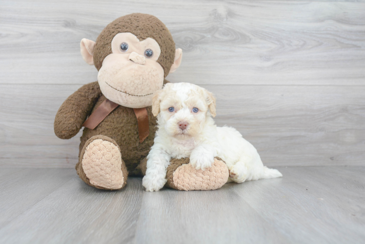 Popular Poochon Poodle Mix Pup