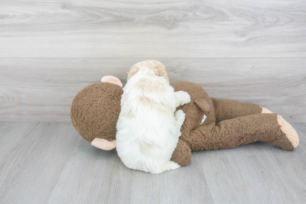 Smart Poochon Poodle Mix Pup