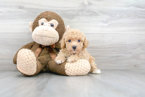 Fluffy Poochon Poodle Mix Pup