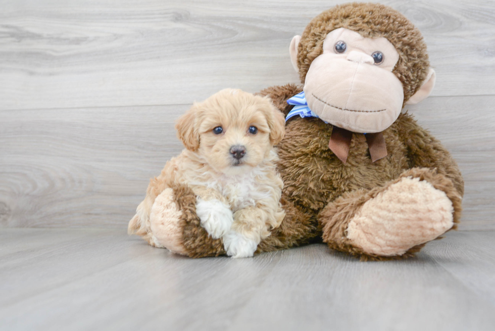 Energetic Bichpoo Poodle Mix Puppy