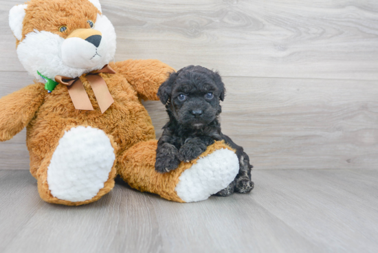 Popular Poochon Poodle Mix Pup