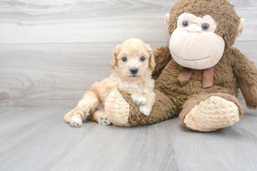 Cute Poochon Baby