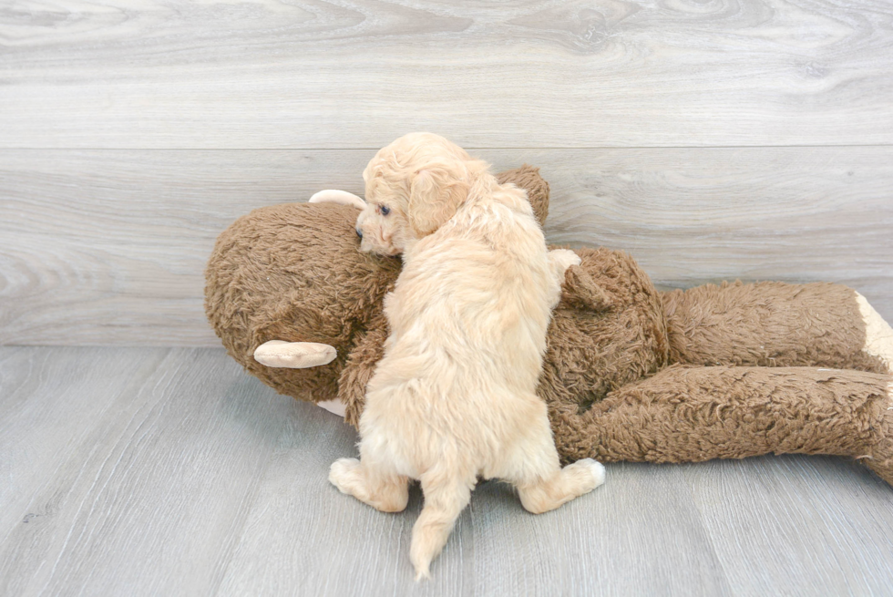 Fluffy Poochon Poodle Mix Pup