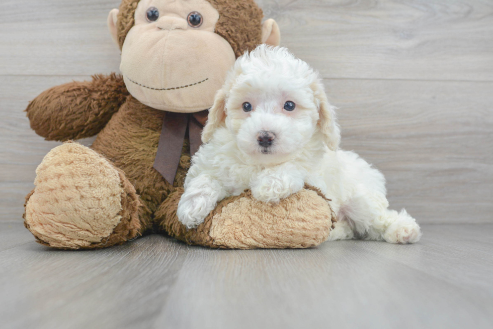 Smart Poochon Poodle Mix Pup