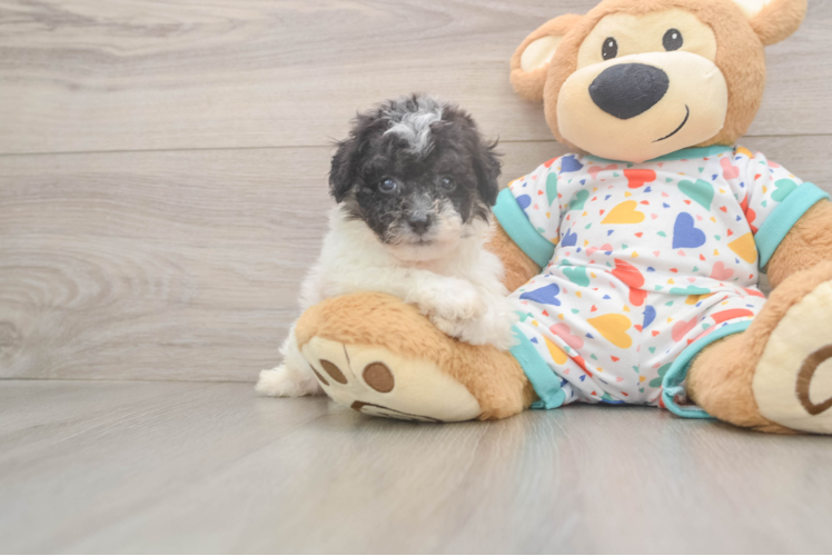 Playful Bichpoo Poodle Mix Puppy