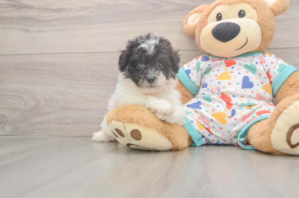 5 week old Poochon Puppy For Sale - Premier Pups