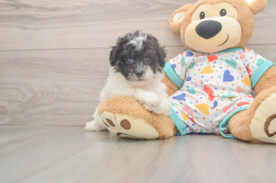 Playful Bichpoo Poodle Mix Puppy