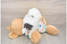 Little Bichpoo Poodle Mix Puppy