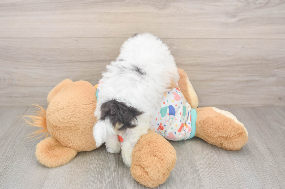 Little Bichpoo Poodle Mix Puppy