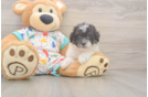 Poochon Puppy for Adoption