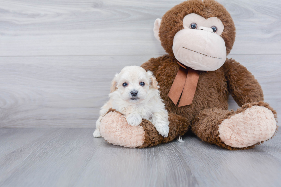 Poochon Pup Being Cute