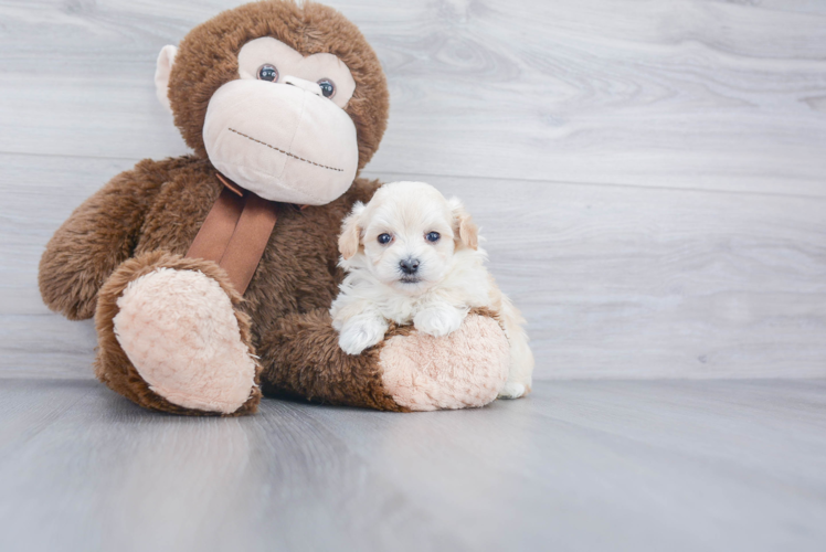 Playful Bichpoo Poodle Mix Puppy