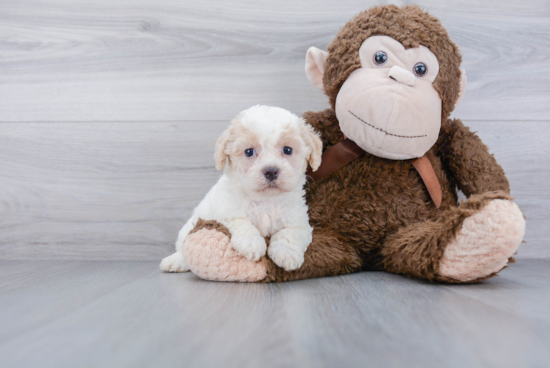 Hypoallergenic Bichpoo Poodle Mix Puppy