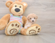 6 week old Poochon Puppy For Sale - Premier Pups