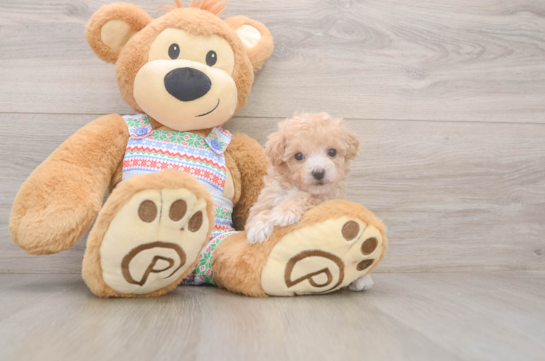 Poochon Pup Being Cute