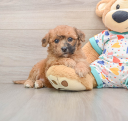 8 week old Poochon Puppy For Sale - Premier Pups