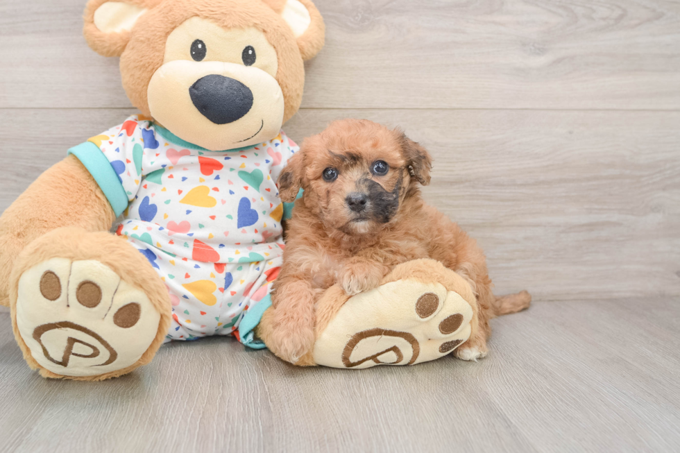 Friendly Poochon Baby