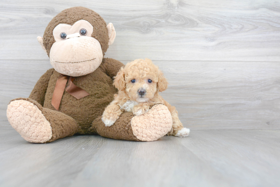 Friendly Poochon Baby