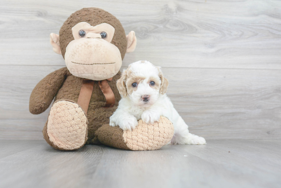 Funny Poochon Poodle Mix Pup