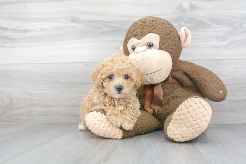 Adorable Bichpoo Poodle Mix Puppy