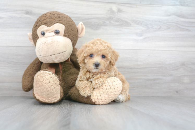 Fluffy Poochon Poodle Mix Pup