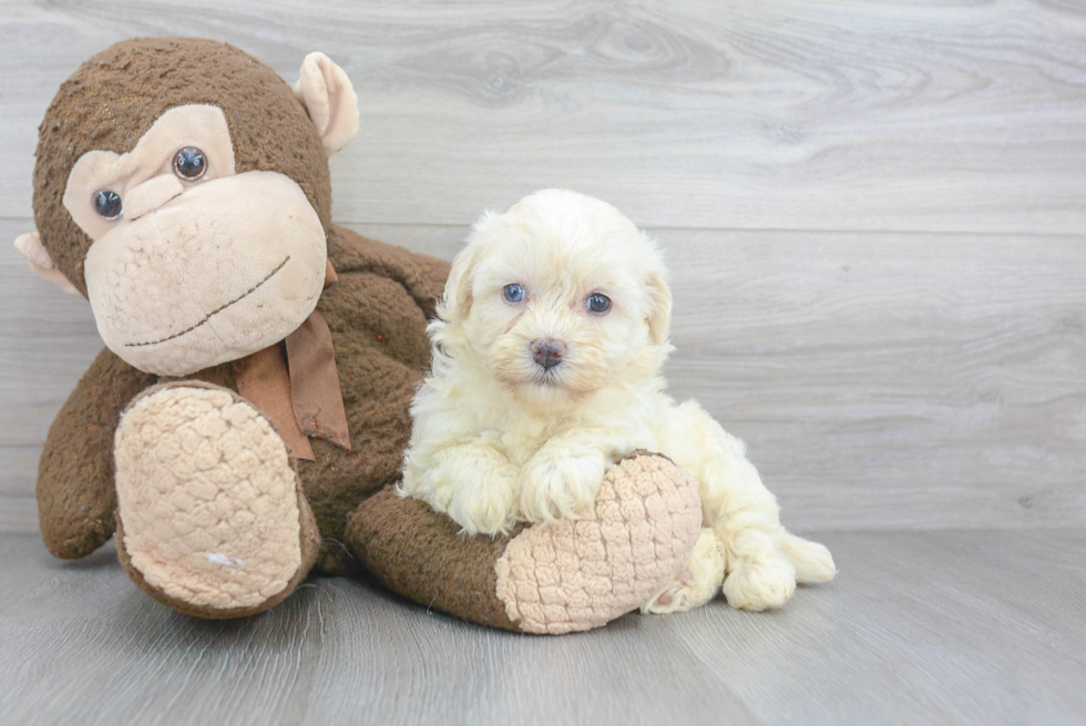 Energetic Bichpoo Poodle Mix Puppy