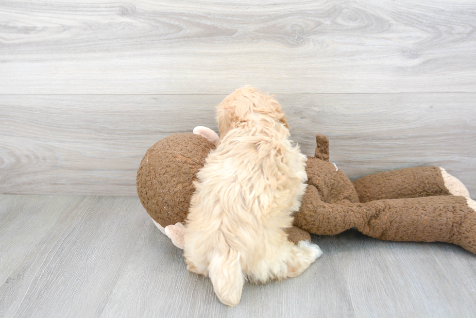 Popular Poochon Poodle Mix Pup