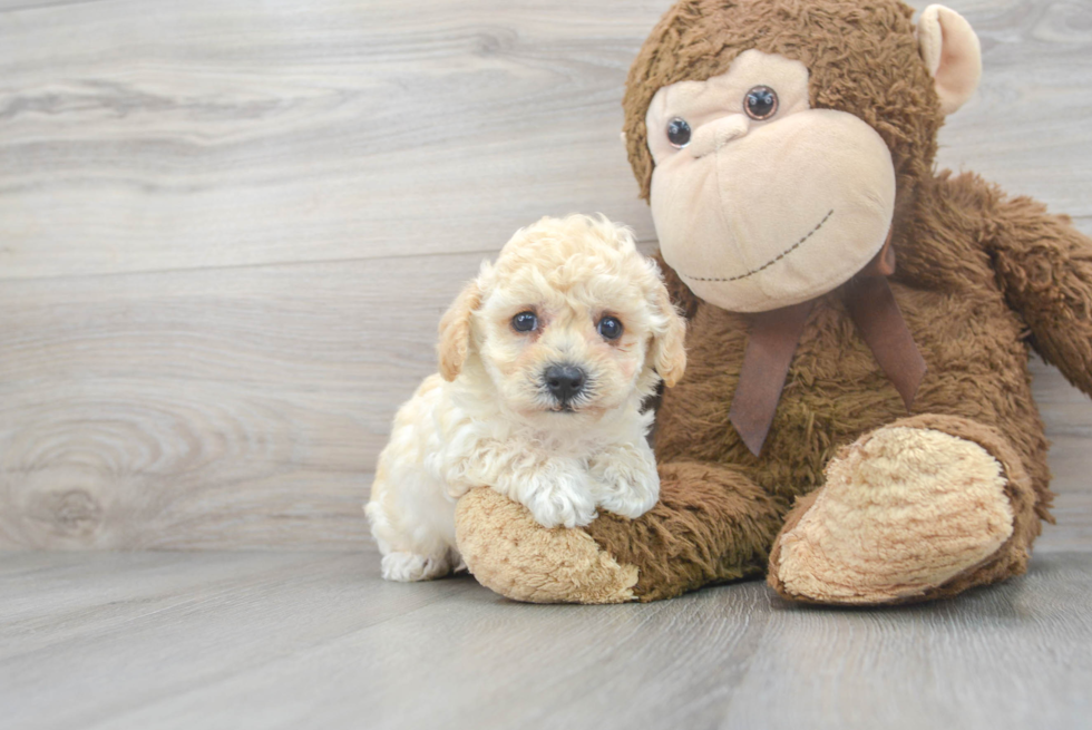 Poochon Pup Being Cute