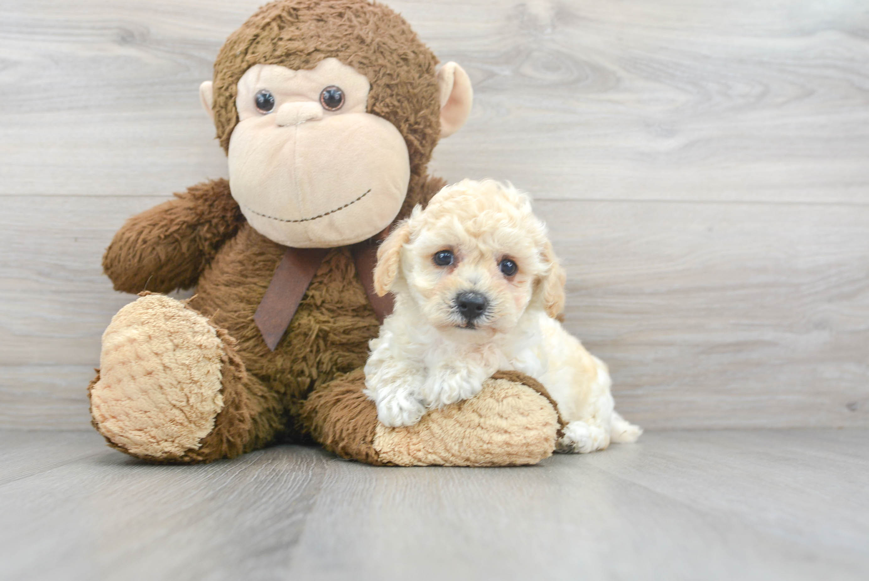 Smart Poochon Poodle Mix Pup