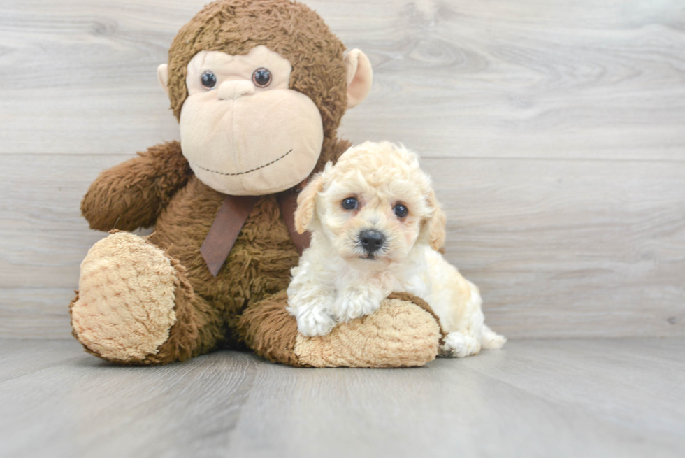 Smart Poochon Poodle Mix Pup