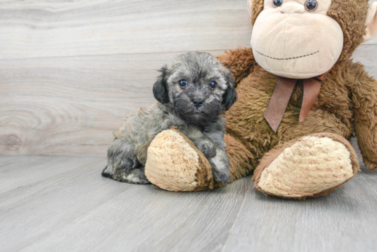 Energetic Bichpoo Poodle Mix Puppy