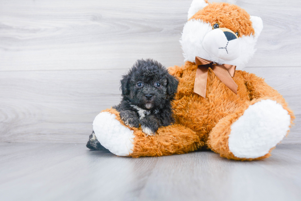 Poochon Pup Being Cute