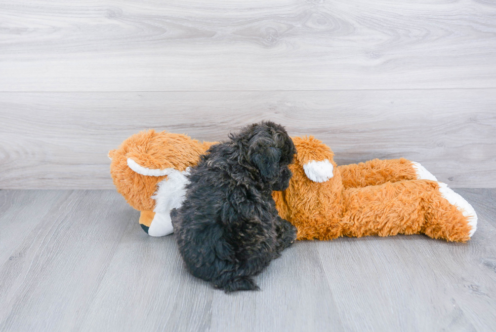 Popular Poochon Poodle Mix Pup