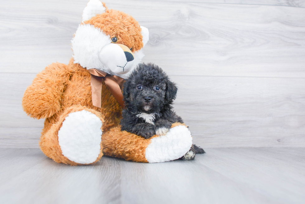 Energetic Bichpoo Poodle Mix Puppy