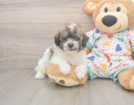 8 week old Poochon Puppy For Sale - Premier Pups