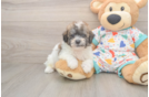 Adorable Bichpoo Poodle Mix Puppy