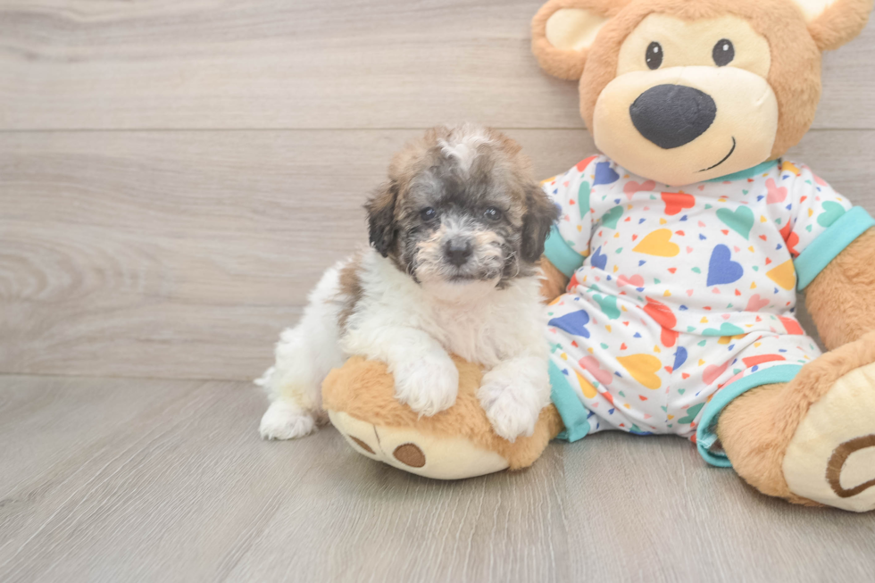 Adorable Bichpoo Poodle Mix Puppy