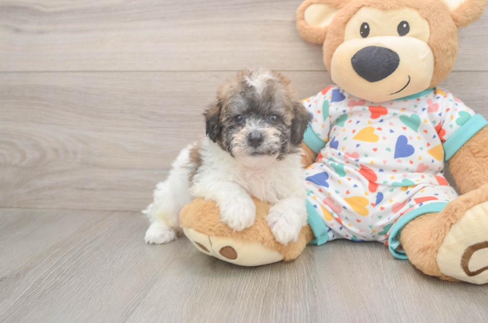 5 week old Poochon Puppy For Sale - Premier Pups