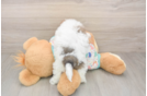 Poochon Puppy for Adoption