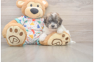 Poochon Pup Being Cute