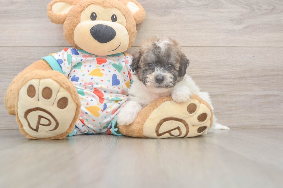 Poochon Pup Being Cute