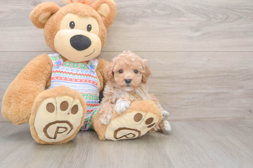 5 week old Poochon Puppy For Sale - Premier Pups