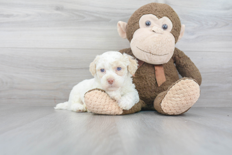 Poochon Pup Being Cute